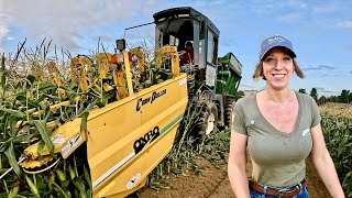 Sweet Corn Harvesting