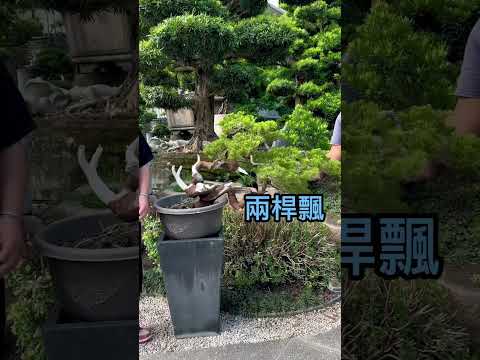 陽台迷你Q｜真柏 #台灣銘園 #台灣銘園園藝事業有限公司 #景觀設計