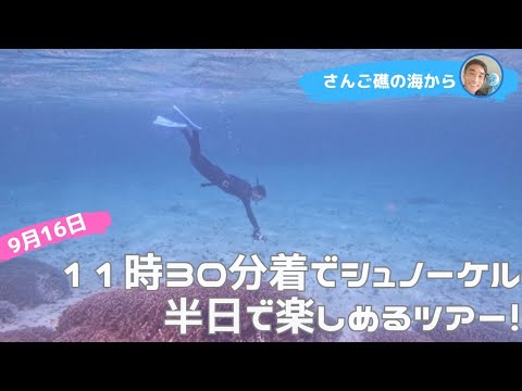 【石垣島】11時30分着から午後の半日シュノーケリング！9月16日ツアー動画