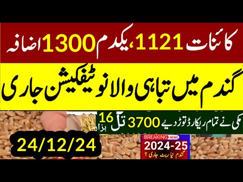 today wheat price in punjab//گندم کا ریٹ/25 '2024/munji makki till sarso/galla mandi rates today1509