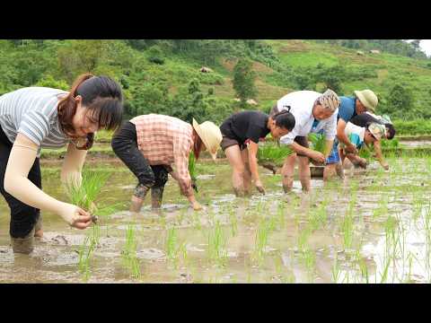 Harvest a bountiful harvest of luffa garden and help parents plant rice