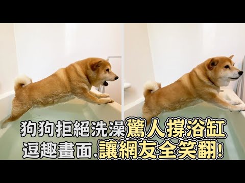 狗狗拒絕洗澡「驚人撐浴缸」逗趣畫面,讓網友全笑翻!｜寵物動物｜狗狗｜搞笑｜呆萌｜狗狗搞笑