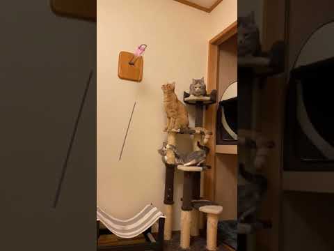 【ねこ動画】届きそうで届かないピンクなアイツ