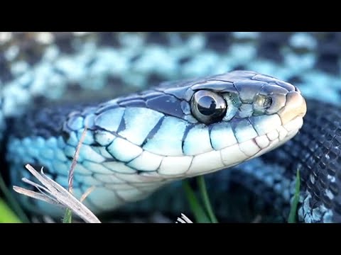 Why are these Garter Snakes Blue?