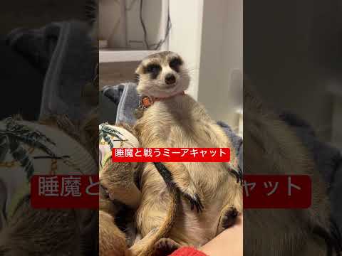 睡魔と戦うミーアキャット #ramu #animals #meerkat #shorts