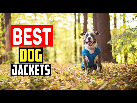 ✅Top 5 Best Dog Jackets Tested With Real in 2025