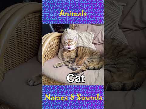 Animals names and sounds they make pt.4  #animalsounds #shorts