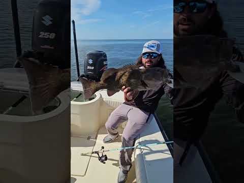 Keep Grouper in Shallow Water - Tampa Bay