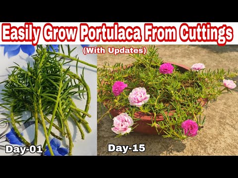 Easily Grow Portulaca/ Moss Rose Flower Plants From Cuttings