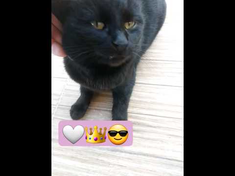 #cat #catvideos #shortsvideo #shorts #blackcat #blackpink #catlover #catalinn #little ♥️♥️♥️♥️♥️