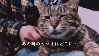 どこもまでも付いて来る野良猫が家まで来た【第４回＃推し猫グランプリ】