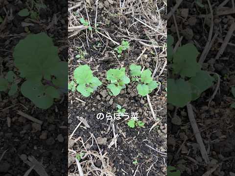 【のらぼう菜】　#有機 #無農薬 #湘南 #農業 #パーマカルチャー #家庭菜園 #farming #gardening #nature