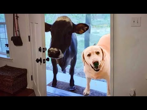 El perro que trae a su nuevo amigo a casa te sorprenderá