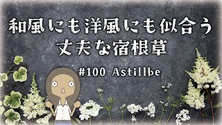 【ガーデナーの定番】洋風にも和風にも似合う宿根草｜アスチルベの特徴と育て方｜植物紹介編-100✨