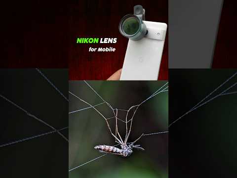 Best Nikon L330 Macro Lens for Mobile Macro Photography [2024]