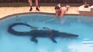 Top 10 Alligators Found in Swimming Pools!