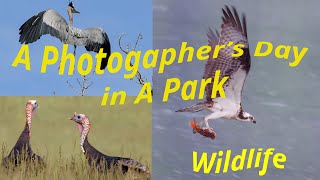 4K - A Day in the Wilderness: A Photographer's Wildlife Exploration in a local park