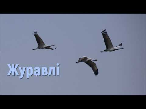 Журавлі - Десь далеко журавлі полетіли - Песня Журавли українською мовою