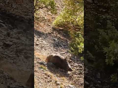 Wild Boar is Coming! - Domuz Geliyor #hunting #wildboar