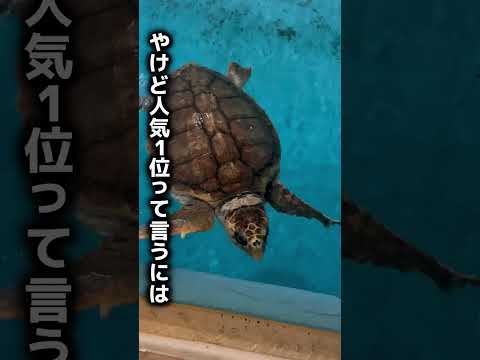 イケメンほんまにいるん？　#桂浜水族館　#イケメン　#高知　#ちょんまげ　#侍　#日本一周　#お遍路　#四国一周　#徒歩