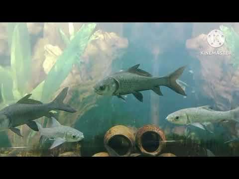 Ranchi Aquarium (मछली घर )