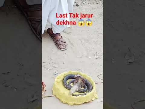 🐍 सबसे ज्यादा मालामाल सांप //  #videoSnake #rescuevideo #Snakecatchingvideo