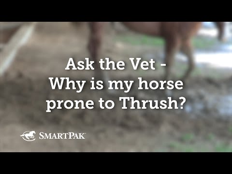 Ask the Vet - Why is my horse prone to Thrush?