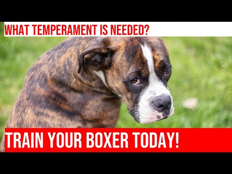 Training Your Boxer for Protection Work: What You Need to Know