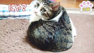 【猫に話かけるおっさん】眠いからかご機嫌斜め？尻尾をブンブン振る猫