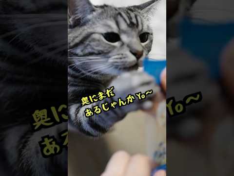 おやつへの執念すごすぎひん？w #shorts #アフレコ #猫パンチ