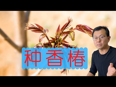 用种子种香椿，喜欢香椿的朋友有福啦