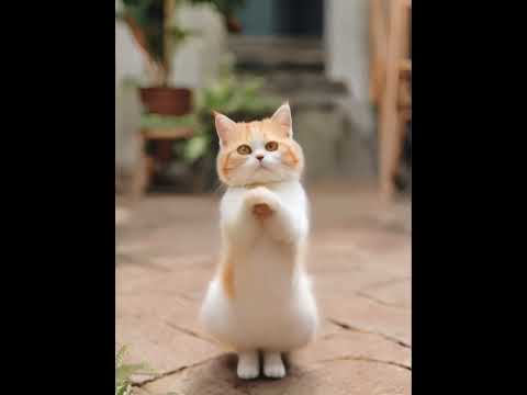 Crazy Cat Dancing ～😻❤️❤️ #catdance #shorts #cats