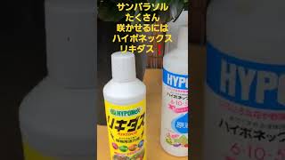 サンパラソルたくさん花を咲かせるにはハイポネックスとリキダス‼️