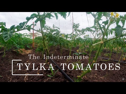 The Rise of the Indeterminate TYLKA Tomatoes | Effective Pest Control