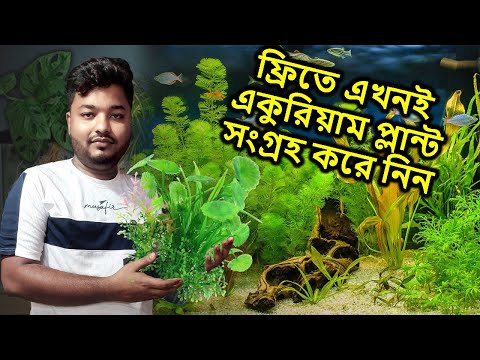 ফ্রিতে এখনই একুরিয়াম প্লান্ট সংগ্রহ করে নিন | Aquarium Plant | Mahid Dream Zoo