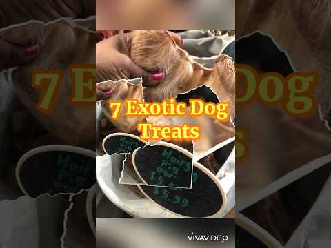 Never Seen Before 7 exotic dog treats #dog #pets #mustwatch #furbaby