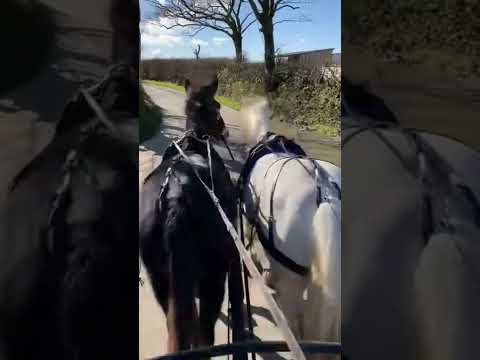 BEAUTIFUL drive out with Mule & Barney! What a pair they are 🤩