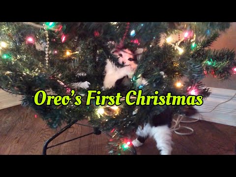 Oreo's First Christmas