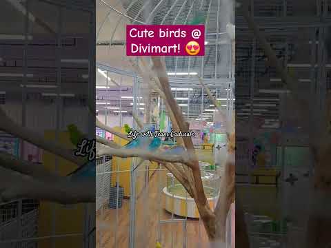 #birds #miniarcade #divimart #grocery #familyday #rides #familytime