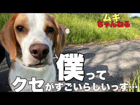 【ビーグル】でんの面白変顔