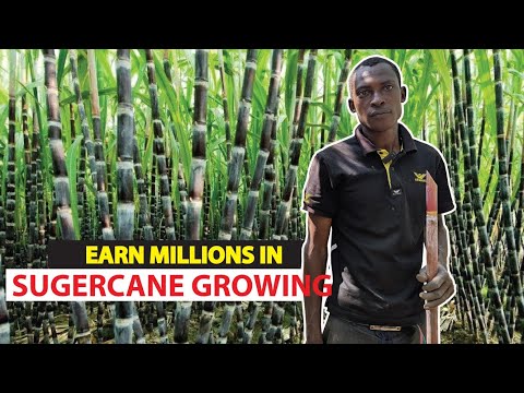 How he is earning millions from Sugarcane growing in a small space.