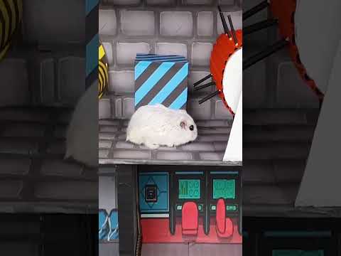 Hamster escapes the Rainbow maze Part 3 #shorts