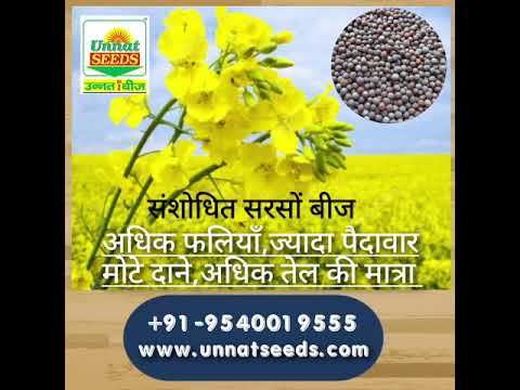 Hybrid Sarson Ki Kheti | Hybrid Mustard Farming | Mustard Farming |