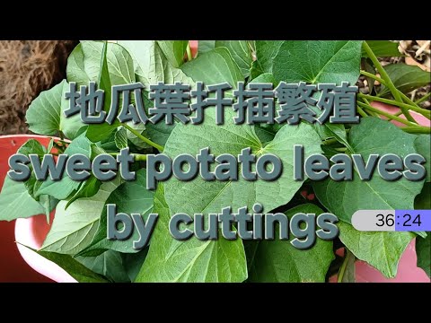 地瓜葉扦插繁殖 sweet potato leaves by cuttings