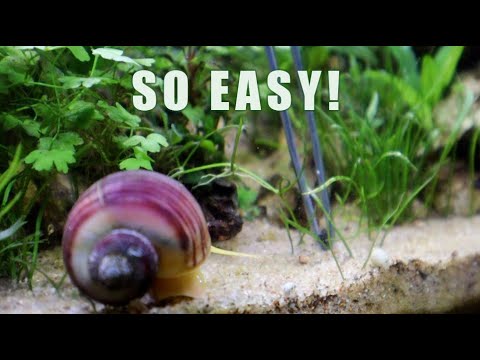 ULTIMATE Planting Hack For MICRO SWORD And Other Stinkers! 🌿💪