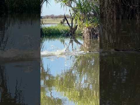 Boss Crocs don’t share! #youtubeshorts #crocodile #wildlife