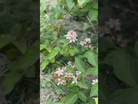 Pollinators at work #bees #wildhoneybees #blackberries #homestead #urbanfarm