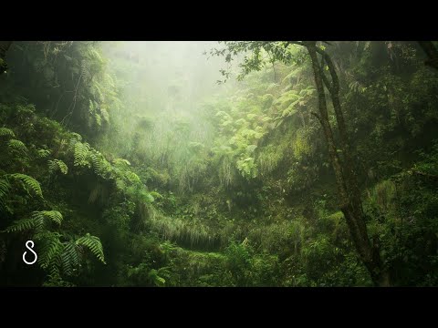 Rainforest Rain | 12 Hours | Black Screen | Sleep In Series