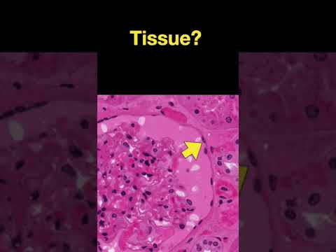 Histology #shorts - Part B