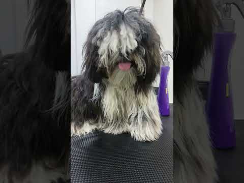 Before Grooming Shihtzu Haircut time #pets #dog #shihtzu #doglover #dogs #grooming #petlovers 🐶❤️